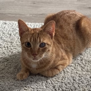 Illustration de l'article : Sauvée d'un syndrome de Noé, cette chatte malade a besoin d'un parrainage