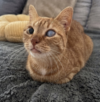 Illustration de l'article : Sauvée d'un syndrome de Noé, cette chatte malade a besoin d'un parrainage