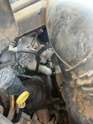 Illustration de l'article : Des garagistes appelés à la rescousse pour un chaton coincé dans le moteur d'une voiture