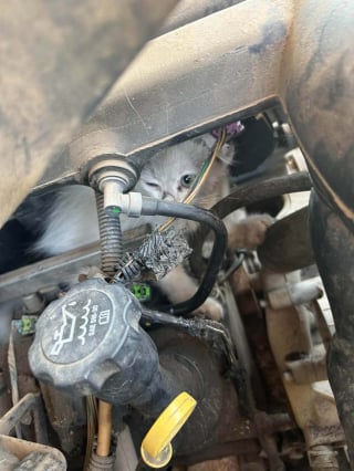 Illustration de l'article : Des garagistes appelés à la rescousse pour un chaton coincé dans le moteur d'une voiture