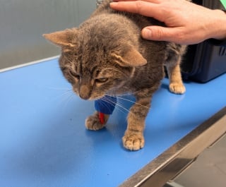 Illustration de l'article : Après des jours d'hospitalisation, ce chat se bat encore contre une infection et espère un parrainage