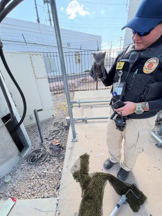 Illustration de l'article : Piégé au fond d’un tuyau rempli d’eau et de déchets, ce minuscule chaton attendait de l’aide