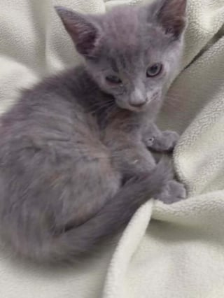 Illustration de l'article : Piégé au fond d’un tuyau rempli d’eau et de déchets, ce minuscule chaton attendait de l’aide