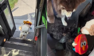 Illustration de l'article : Ces chiens trépignent d'impatience de retrouver leurs amis dans le bus pour la rentrée (vidéo)
