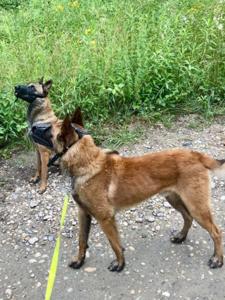 Illustration de l'article : Sauv&eacute; et devenu chien policier, ce Malinois de 8 ans s&rsquo;appr&ecirc;te &agrave; tourner une nouvelle page
