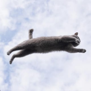 Illustration de l'article : 15 chats noirs amusants mis en lumière par un photographe de rue