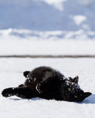 Illustration de l'article : 15 chats noirs amusants mis en lumière par un photographe de rue
