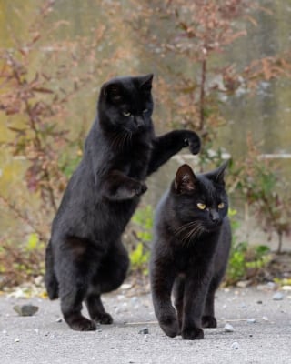 Illustration de l'article : 15 chats noirs amusants mis en lumière par un photographe de rue
