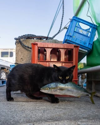 Illustration de l'article : 15 chats noirs amusants mis en lumière par un photographe de rue
