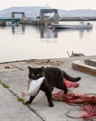 Illustration de l'article : 15 chats noirs amusants mis en lumière par un photographe de rue