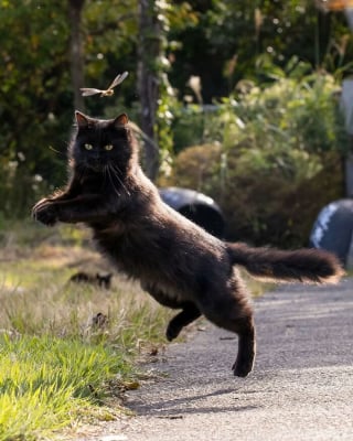 Illustration de l'article : 15 chats noirs amusants mis en lumière par un photographe de rue