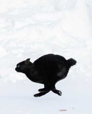 Illustration de l'article : 15 chats noirs amusants mis en lumière par un photographe de rue