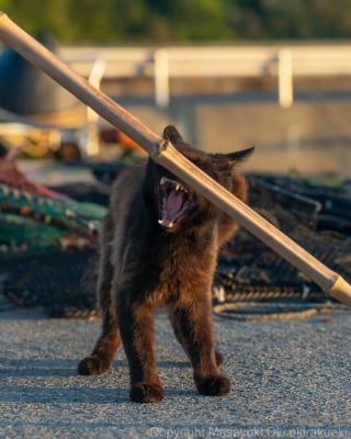 Illustration de l'article : 15 chats noirs amusants mis en lumière par un photographe de rue