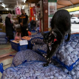 Illustration de l'article : 15 chats noirs amusants mis en lumière par un photographe de rue