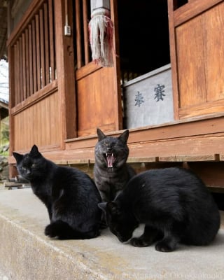Illustration de l'article : 15 chats noirs amusants mis en lumière par un photographe de rue