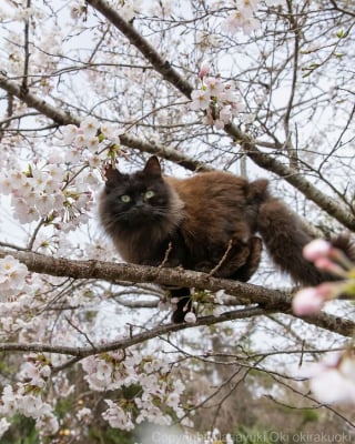Illustration de l'article : 15 chats noirs amusants mis en lumière par un photographe de rue