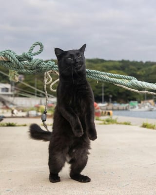 Illustration de l'article : 15 chats noirs amusants mis en lumière par un photographe de rue