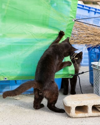 Illustration de l'article : 15 chats noirs amusants mis en lumière par un photographe de rue