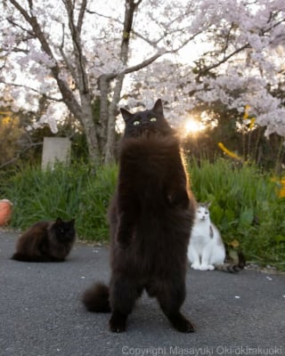 Illustration de l'article : 15 chats noirs amusants mis en lumière par un photographe de rue