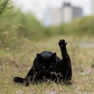 Illustration de l'article : 15 chats noirs amusants mis en lumière par un photographe de rue