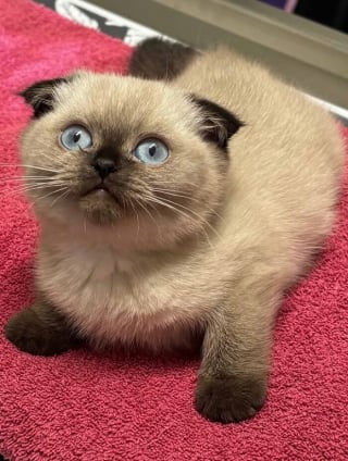 Illustration de l'article : 12 chats contrariés d’être en visite chez le vétérinaire