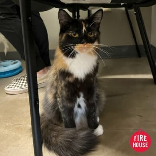 Illustration de l'article : 12 chats contrariés d’être en visite chez le vétérinaire