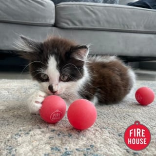 Illustration de l'article : 12 chats contrariés d’être en visite chez le vétérinaire