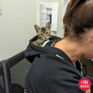 Illustration de l'article : 12 chats contrariés d’être en visite chez le vétérinaire