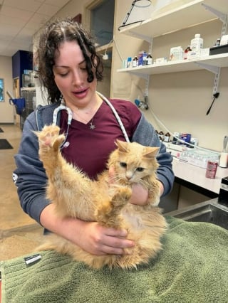 Illustration de l'article : 12 chats contrariés d’être en visite chez le vétérinaire