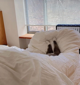 Illustration de l'article : 14 chats et chiens qui semblent avoir trouvé des passages secrets dans des endroits improbables