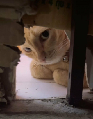 Illustration de l'article : 14 chats et chiens qui semblent avoir trouvé des passages secrets dans des endroits improbables