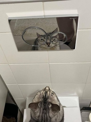 Illustration de l'article : 14 chats et chiens qui semblent avoir trouvé des passages secrets dans des endroits improbables