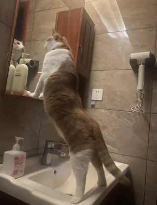 Illustration de l'article : 14 chats et chiens qui semblent avoir trouvé des passages secrets dans des endroits improbables
