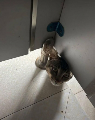 Illustration de l'article : 14 chats et chiens qui semblent avoir trouvé des passages secrets dans des endroits improbables