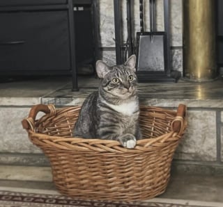 Illustration de l'article : Apr&egrave;s des mois de vomissements, ce chat r&eacute;v&egrave;le une &eacute;tonnante obsession pour un objet du quotidien