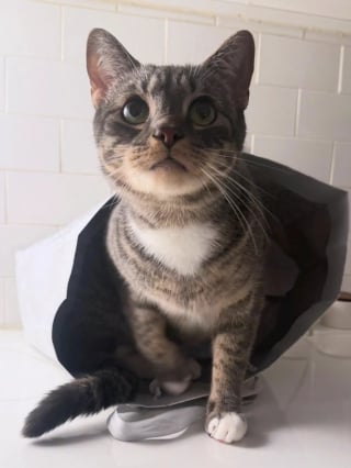 Illustration de l'article : Apr&egrave;s des mois de vomissements, ce chat r&eacute;v&egrave;le une &eacute;tonnante obsession pour un objet du quotidien