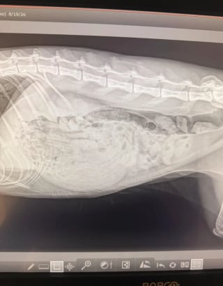 Illustration de l'article : Apr&egrave;s des mois de vomissements, ce chat r&eacute;v&egrave;le une &eacute;tonnante obsession pour un objet du quotidien