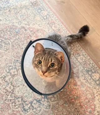 Illustration de l'article : Apr&egrave;s des mois de vomissements, ce chat r&eacute;v&egrave;le une &eacute;tonnante obsession pour un objet du quotidien