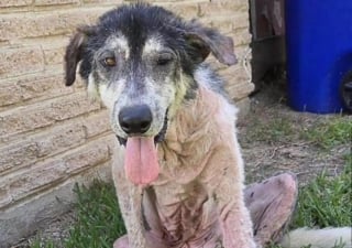 Illustration de l'article : Presque sans poils et tr&egrave;s affaibli, ce chien survivait seul depuis la mort de son ma&icirc;tre