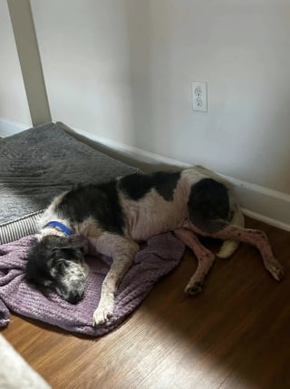 Illustration de l'article : Presque sans poils et tr&egrave;s affaibli, ce chien survivait seul depuis la mort de son ma&icirc;tre