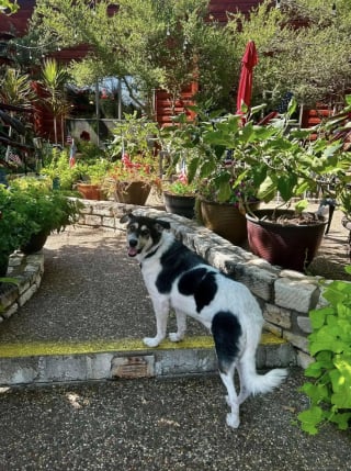 Illustration de l'article : Presque sans poils et tr&egrave;s affaibli, ce chien survivait seul depuis la mort de son ma&icirc;tre