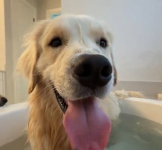 Illustration de l'article : Pensant prendre un bain tranquille, elle découvre que son chien en a décidé autrement (vidéo)