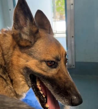 Illustration de l'article : Apr&egrave;s 8 ans de fid&eacute;lit&eacute;, ce chien se retrouve seul en refuge sans comprendre ce qui lui arrive (vid&eacute;o)