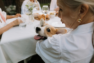 Illustration de l'article : 11 méthodes pour apprendre à votre chien à ne pas quémander