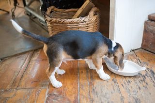 Illustration de l'article : 11 méthodes pour apprendre à votre chien à ne pas quémander