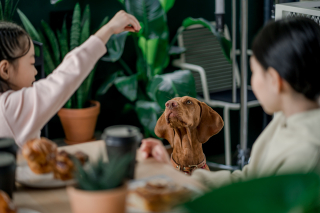Illustration de l'article : 11 méthodes pour apprendre à votre chien à ne pas quémander