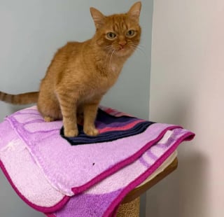 Illustration de l'article : Ramené au refuge après 5 ans, ce chat à l’air boudeur ne laisse pas indifférent
