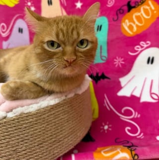 Illustration de l'article : Ramené au refuge après 5 ans, ce chat à l’air boudeur ne laisse pas indifférent
