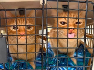 Illustration de l'article : Ramené au refuge après 5 ans, ce chat à l’air boudeur ne laisse pas indifférent