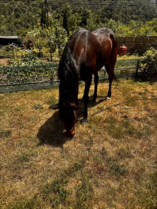 Illustration de l'article : Un cheval de 23 ans coinc&eacute; sur le dos dans un canal est sauv&eacute; par les pompiers apr&egrave;s une chute de 4 m&egrave;tres